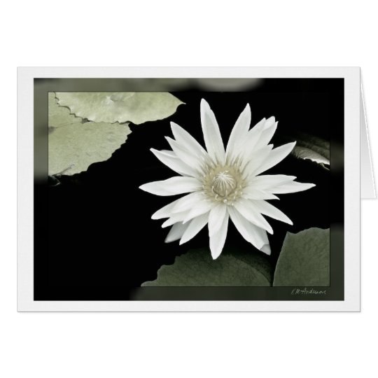 White waterlily card