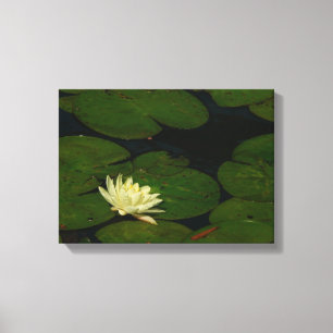 White Waterlily I Peaceful Floral Photography Canvas Print