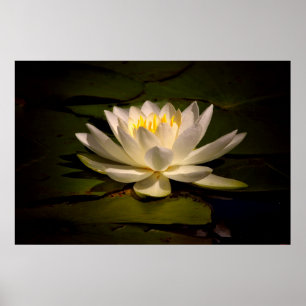 White Waterlily Poster