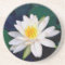 white waterlily sandstone coaster