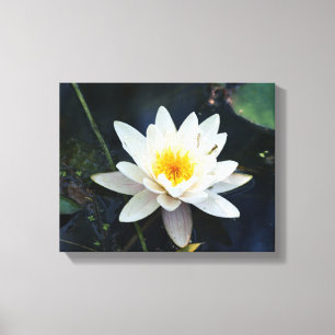 White Waterlily Stretched Canvas Print