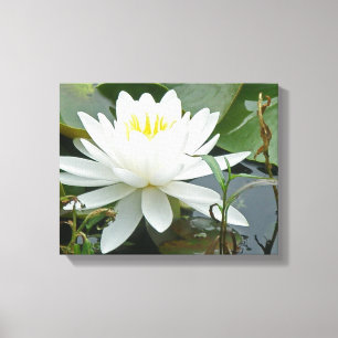 White Waterlily Wildflower Canvas Print