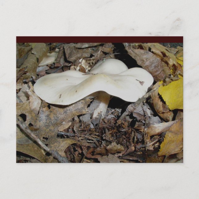 White Wavy Mushroom Postcard (Front)