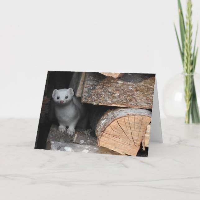 White Weasel Greeting Card, Blank Inside Card (Front)