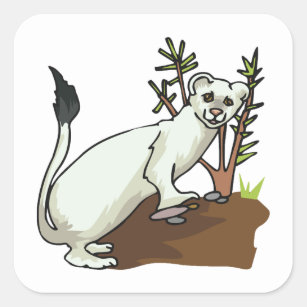 White Weasel Wildlife Square Sticker