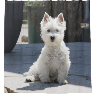 White West Highland Terrier Sitting on Sidewalk