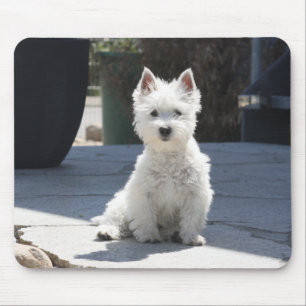 White West Highland Terrier Sitting on Sidewalk Mouse Pad