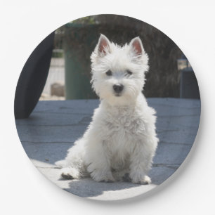 White West Highland Terrier Sitting on Sidewalk Paper Plate