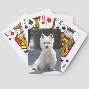 White West Highland Terrier Sitting on Sidewalk Playing Cards