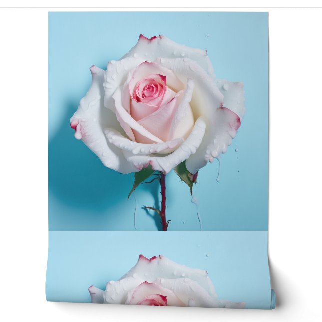 White wet rose on turquoise blue background wallpaper (Unrolling)