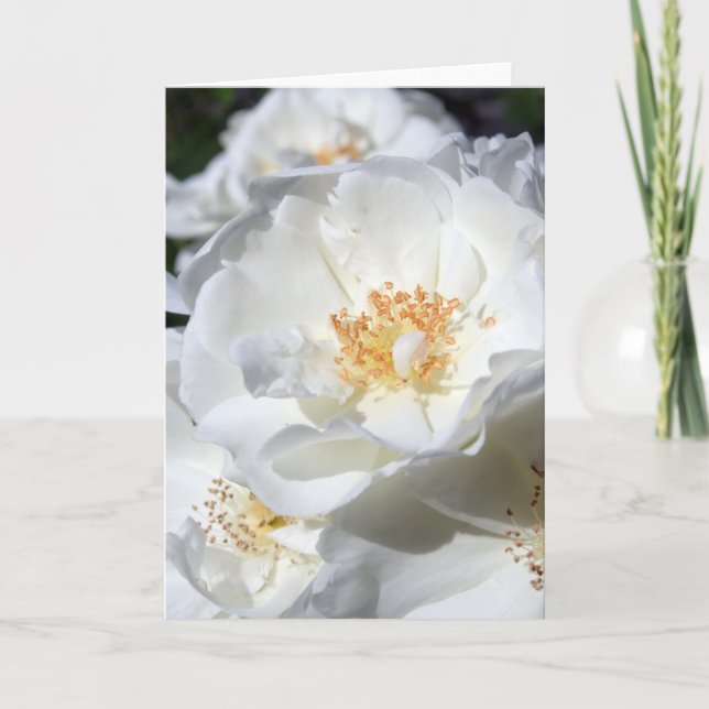 White & White - Roses - Floral Photography Card (Front)