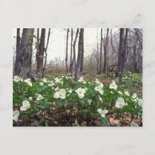 white White Trillium flowers Postcard