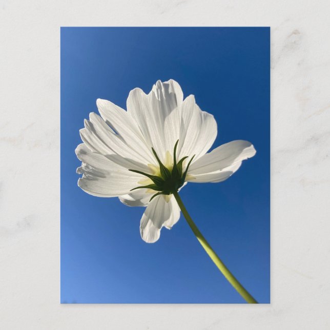 White Wild Flower Postcard (Front)