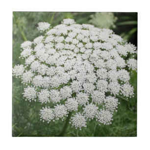 White Wild Flower Queen Anne’s Lace Tile