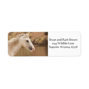 White wild horse