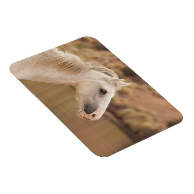 White wild horse magnet (Right Side)