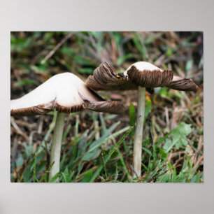 White Wild Mushroom Pair Nature Poster