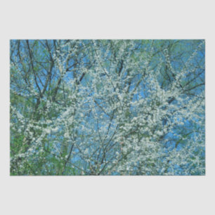 White wild plum tree in blossom  tissue paper