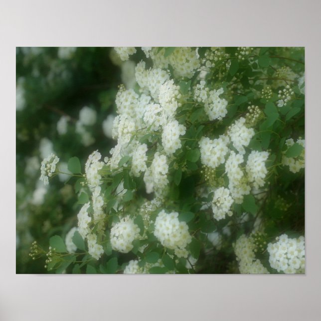 White Wild Rambling Roses  Poster (Front)