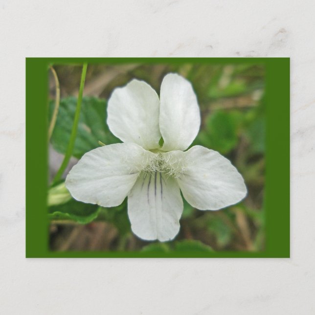 White Wild Violet Coordinating Items Postcard (Front)