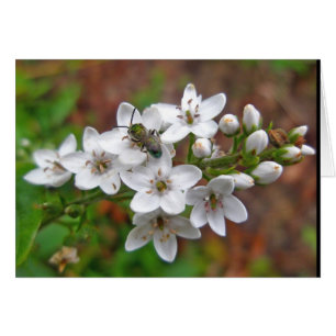 White Wildflower & Bee Fly