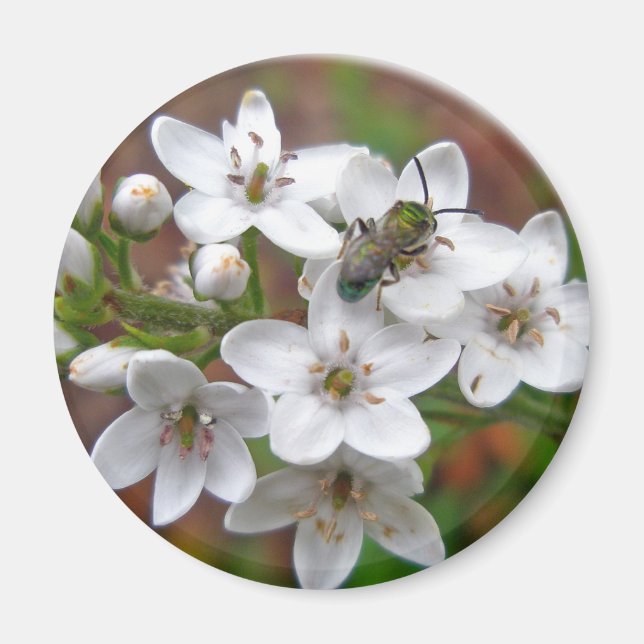 White Wildflower & Bee Fly Magnet (Front)