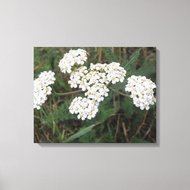 White Wildflowers Canvas Print (Front)