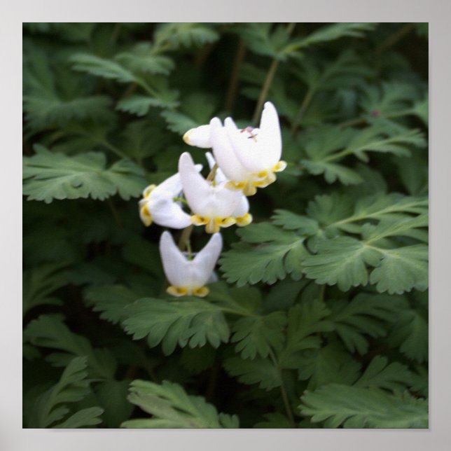 White Wildflowers Poster (Front)