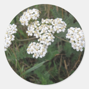 White Wildflowers Sticker