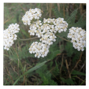 White Wildflowers Tile