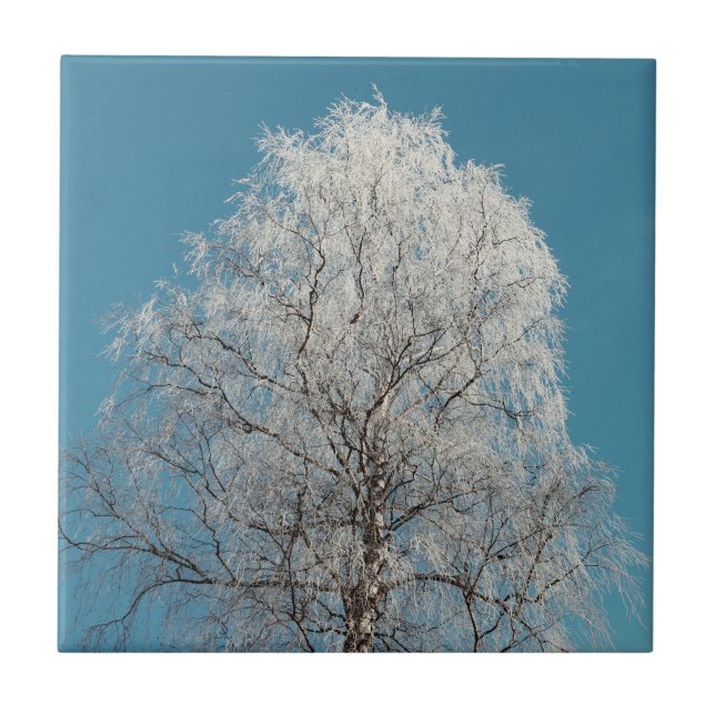  White Willow Tree Against Cloudless Blue Sky Tile (Front)