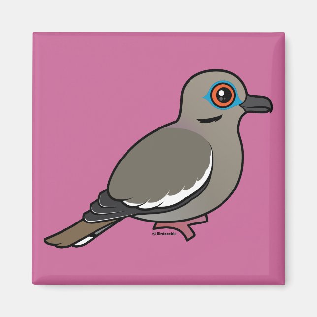 White-winged Dove Magnet (Front)