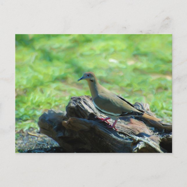 White Winged Dove Postcard (Front)