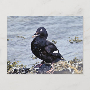 White-winged Scoter, Adak Island Postcard