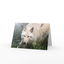 White Wolf Blank Greeting Cards