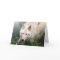 White Wolf Blank Greeting Cards