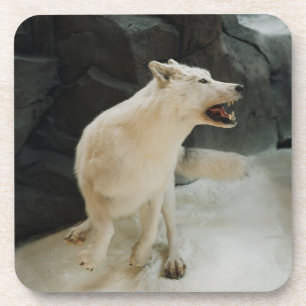 White Wolf Coaster