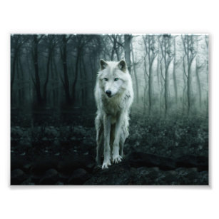 White Wolf in the forest Photo Print