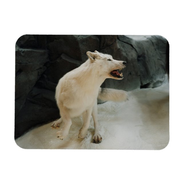 White Wolf Magnet (Horizontal)