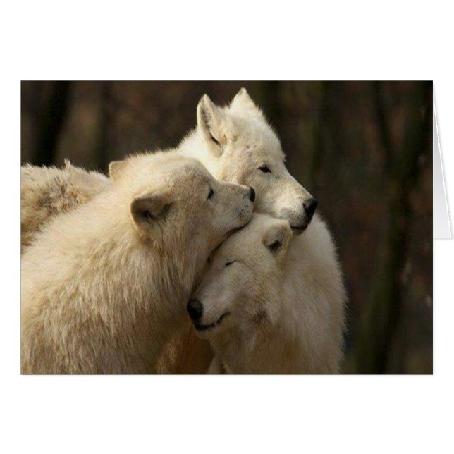 White Wolf Pack (Front Horizontal)