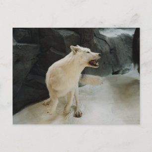 White Wolf Postcard