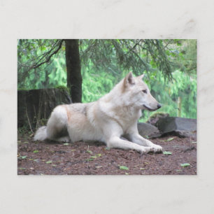 White Wolf Resting Postcard