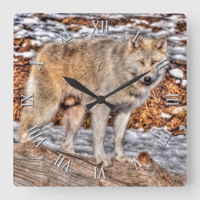 White Wolf, Snow & Log Wildlife Art Clock (Front)