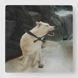 White Wolf Square Wall Clock