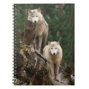 White Wolves' Realm Notebook
