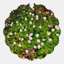 White Wood Anemone Spring Flowers