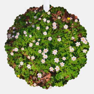 White Wood Anemone Spring Flowers Ornament Card