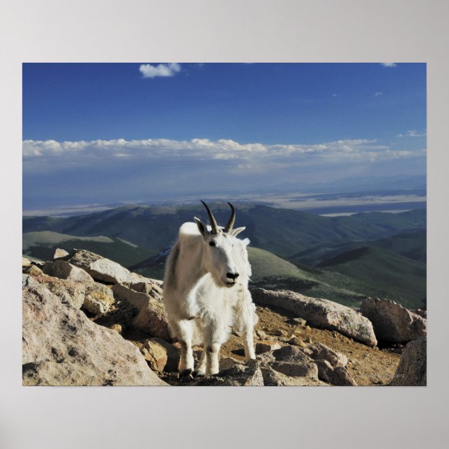 White Wool Rocky Mountain Goat stands on top of Poster (Front)