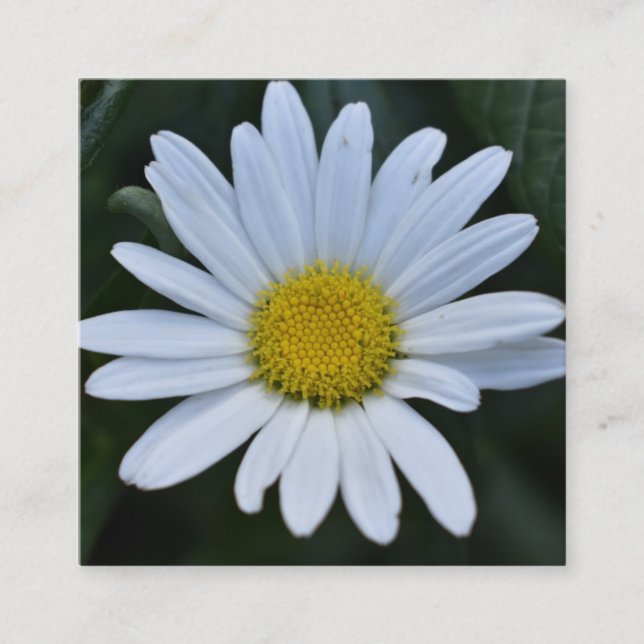 White Yellow Daisy Flower Daisies Nature Photo Square Business Card (Front)