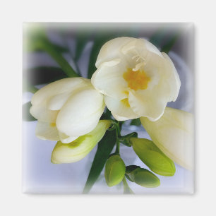 white yellow freesia magnet